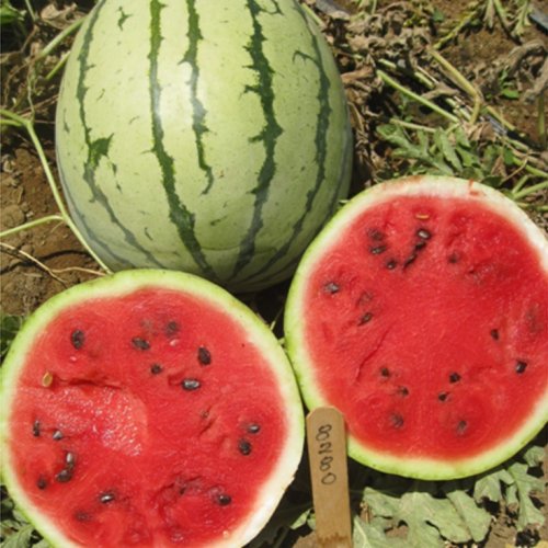 Арбуз Санта Виттория F1 (1000 с)