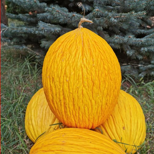 Дыня Рокси F1 (1000 с)