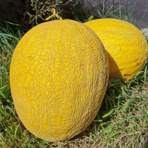 Дыня Клодетт F1 (1000 с)