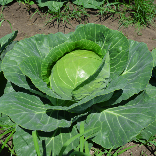 Капуста б/к Оли Титан F1 (1000 с)