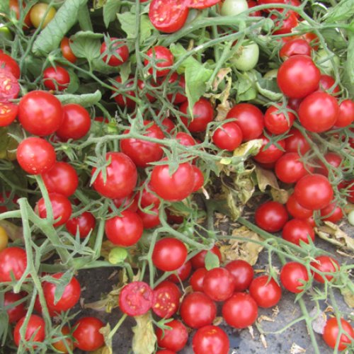 Томат Эрколино F1 (5000 с)