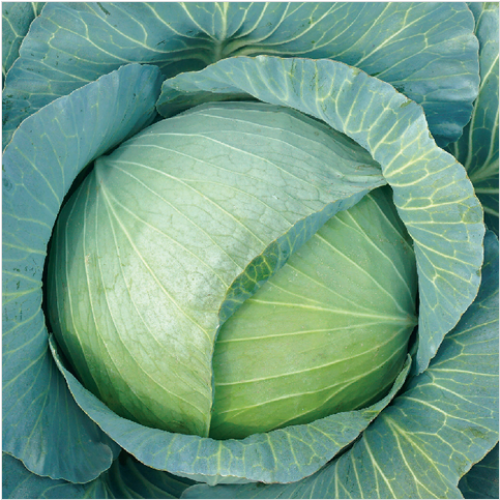 Капуста б/к Грин Сапфир F1 (1000 с)